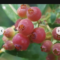 Pink Lemonade Blueberry Self Fruitful 1gallon Seft Pollinating Tree  Free Black Eyed Susan Seedling Plant