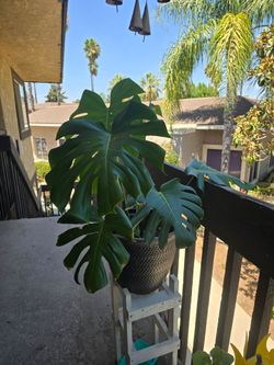 Large Monstera Deliciosa Plant – Beautiful & Healthy