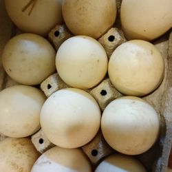 Duck Eggs (Jumbo Pekin)