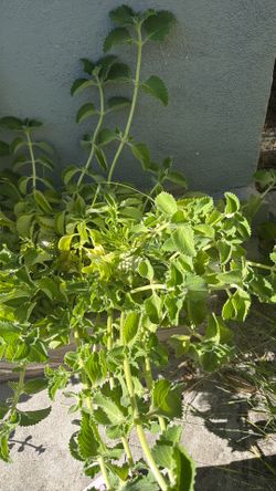 oregano cubano