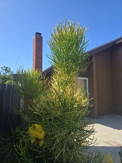 Firestick Cuttings for free  cutting it today