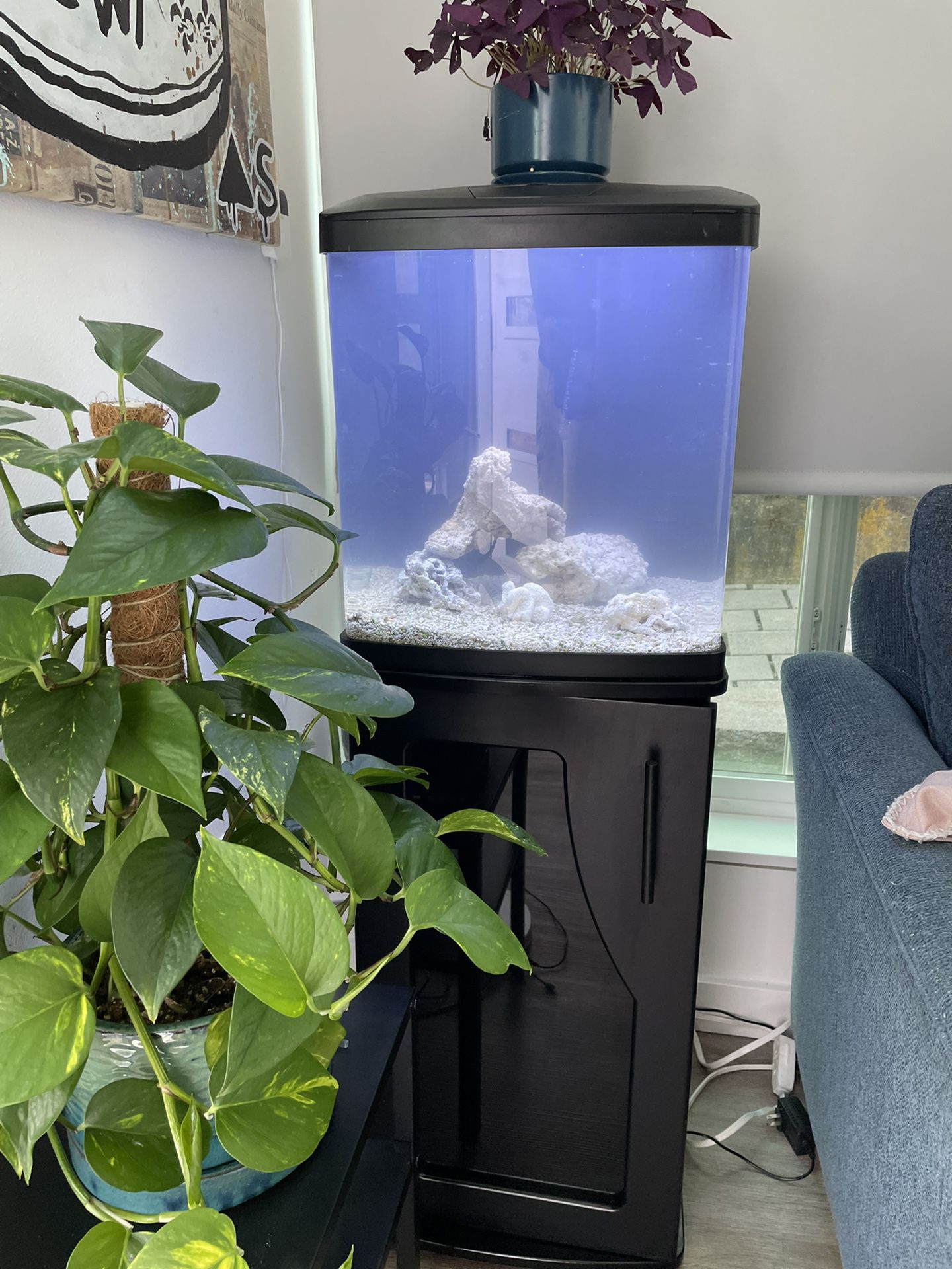 16 Gallon Led Biocube With Extras 