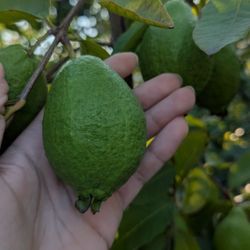 White Guava Trees With Fruit 