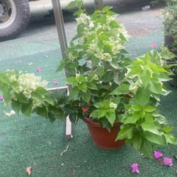 bougainvillea