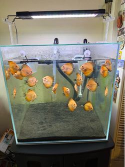 Modern Rimless Glass Aquarium Cube