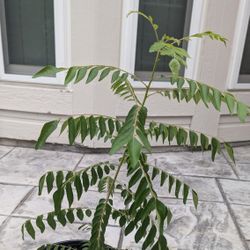 Curry Leave Plant