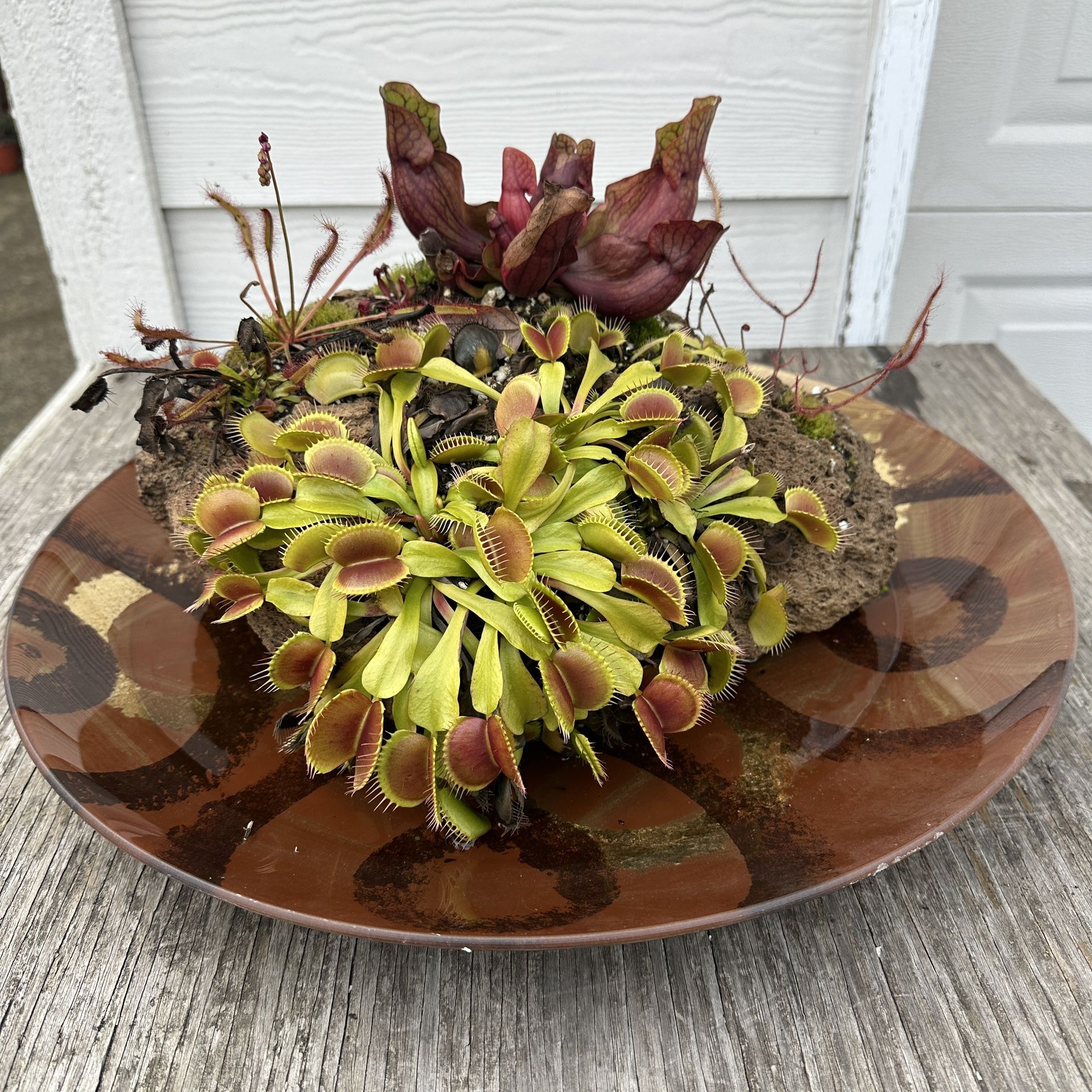 10+ Carnivorous Plant Rock Bog And Dish