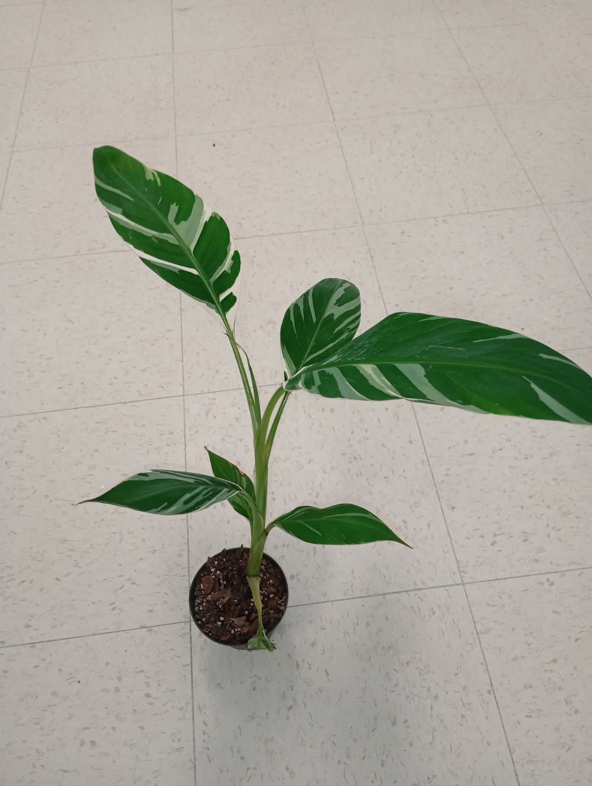 Variegated Musa Banana Plant (pls Read Description Below)