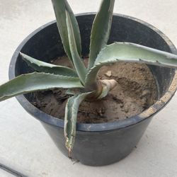 Beautiful Garden Plants $3 Each Have 6 Available 