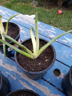  Aloe Vera Plants
