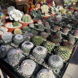 Beautiful Cactus Variety in West Covina 🌵😊☀️
