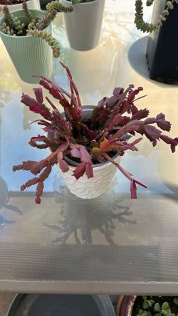 Succulent Plant