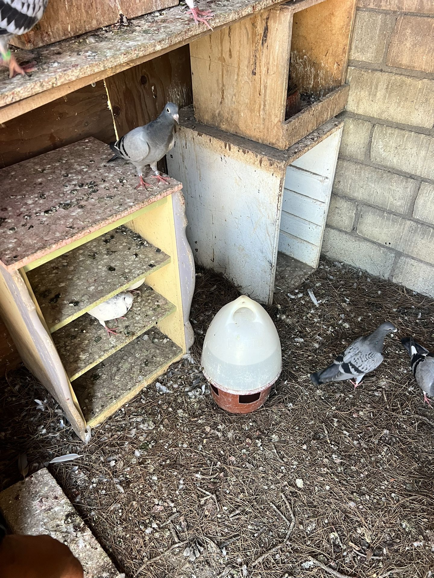 Bird’s Feeder