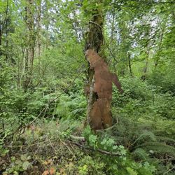 Bigfoot