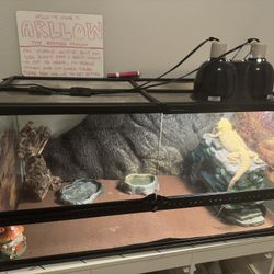 40 Gallon Tank & Bearded Dragon Habitat 