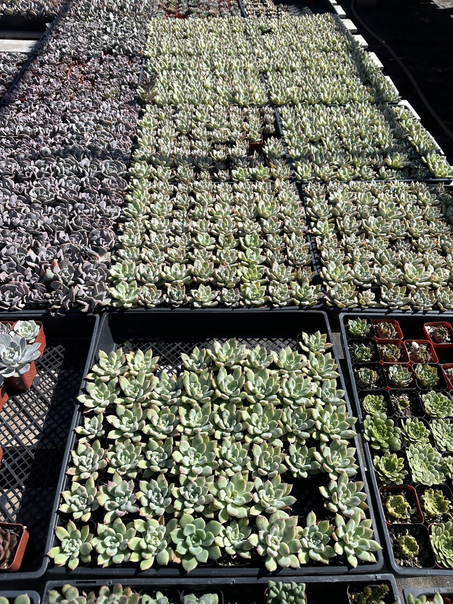 2” Succulents $55 Per Tray 64 Pcs