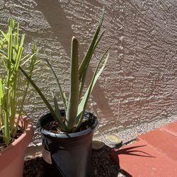 Aloe Vera 