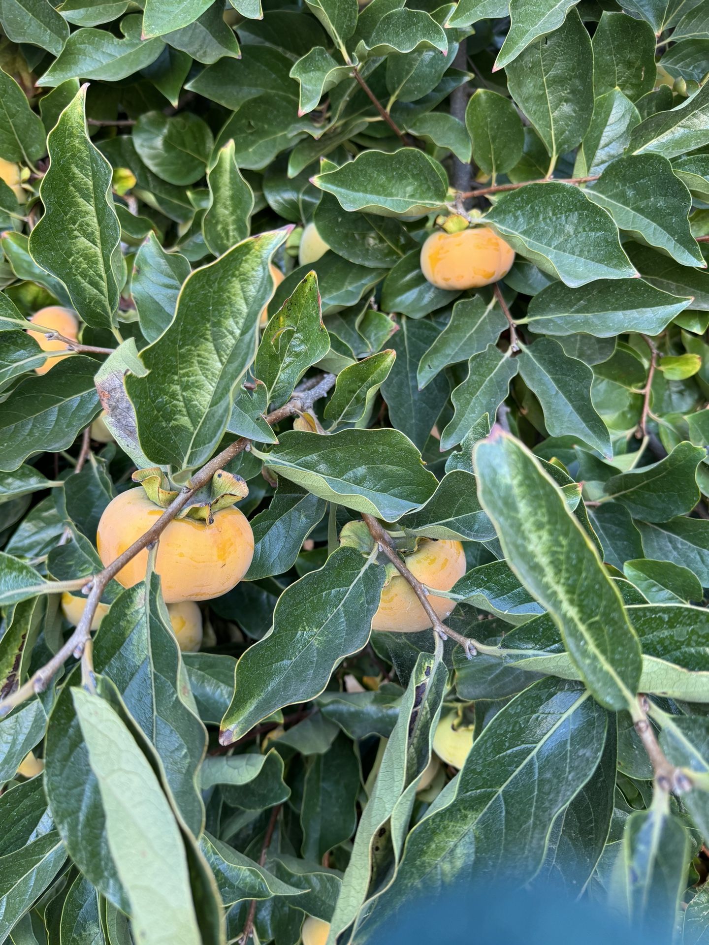 Persimmon fruit for Sale in El Cajon, CA OfferUp