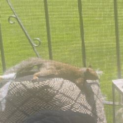 A Lazy Squirrel 🐿 