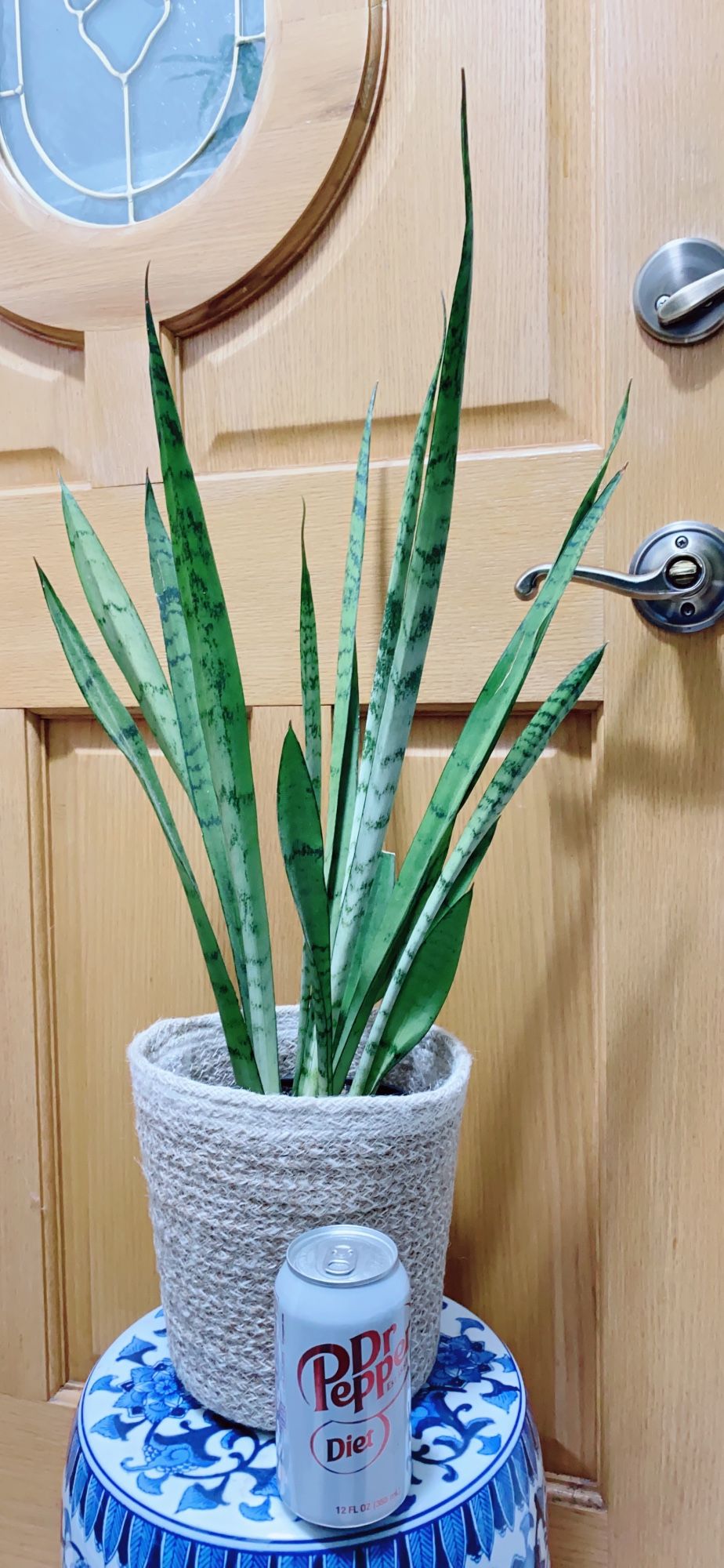 Rare Snake Plants