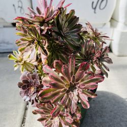 Aeonium Mini Mardi Gras Imported