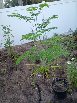 Moringa plant 4ft