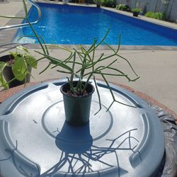 Pencil Cactus 