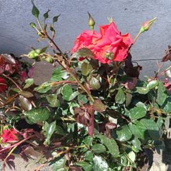 Roses  Assorted Colors