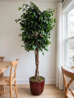 Large Ficus Benjamina Tree in Red Pot