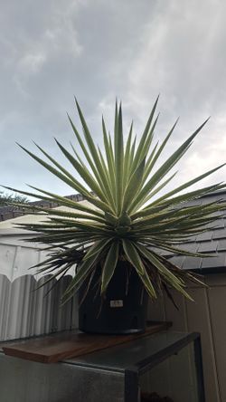 Caribbean Agave