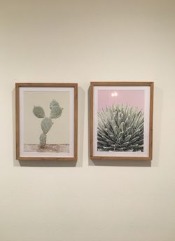 Cactus & Succulent Framed Pictures