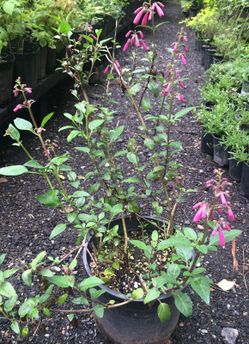 Hardy Fuscia plant 5-gal