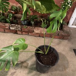 Monstera plant
