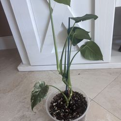 Monstera Mint