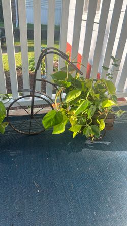 Live Neon Philodendron 