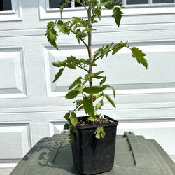 ORGANIC TOMATO PLANTS 1 GALLON SIZE grown here by a Master Gardener to PRODUCE HERE.