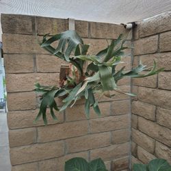 Staghorn Fern 