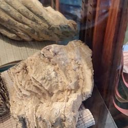 Mammoth Tooth - Collectors 