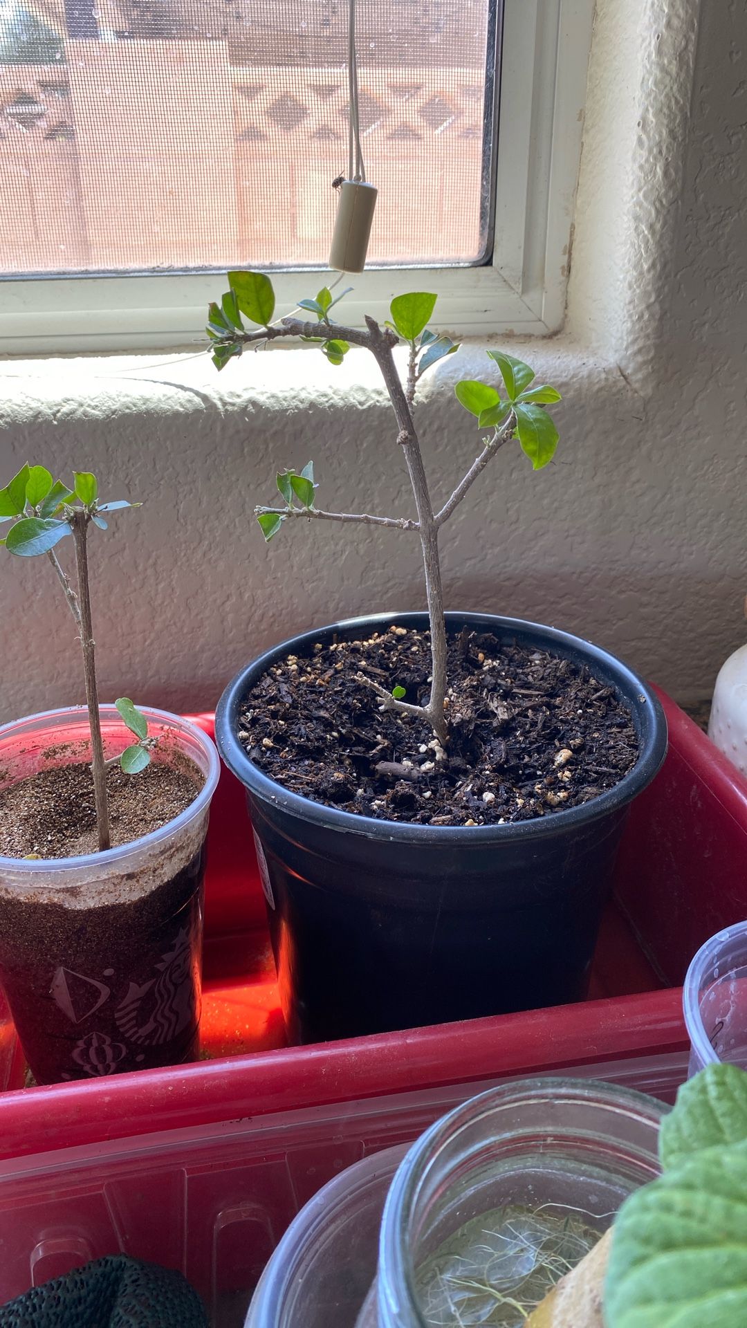 Small Rooted Barbados / Acerola Cherry Tree