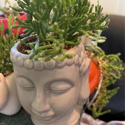 Established various succulent in character-pots  great  for collections or giveaways  on  any occasion  or treats for  self…