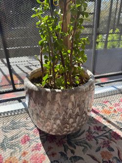 Planta mini jade