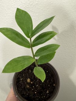 ZZ Plant – Easy Care Indoor Plant 🌿