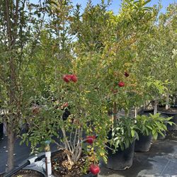 Wonderful Pomegranate Granada Tree 25gal