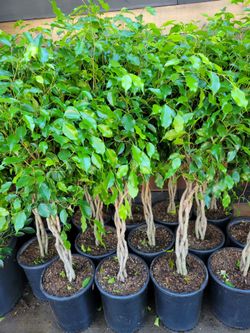 Ficus Benjamina Tree