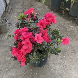 Azalea Bush