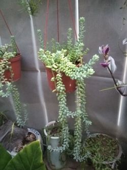 Donkey tail