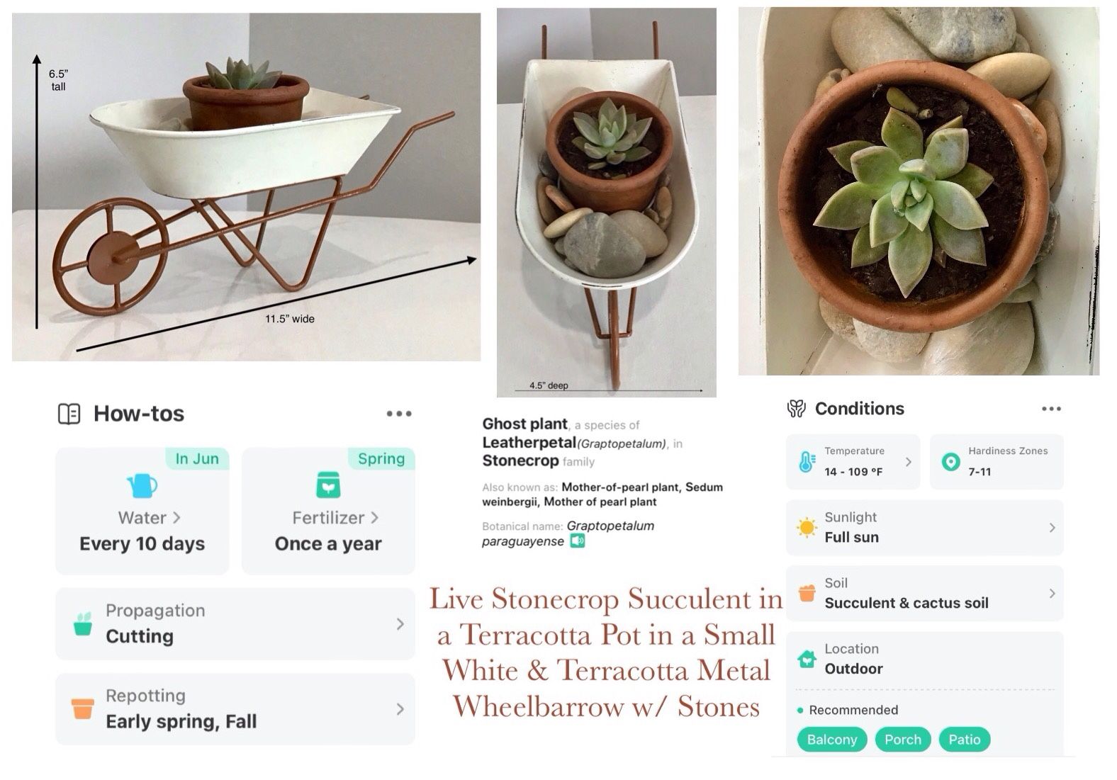 Live Stonecrop Succulent in Terracotta Pot in Small White & Terracotta Metal Wheelbarrow w Stones