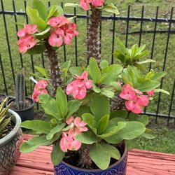 Crown Of Thorns/ Corona De Cristo/ Mother’s Day Gift