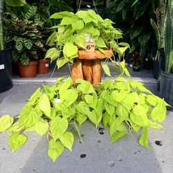 6.5” Philodendron Neon Full $34.99💚💛💚