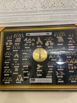 Clock surended by a veriety of shark teeth fossiles over 100 millions years old from Morocco all in a Nice gold frame